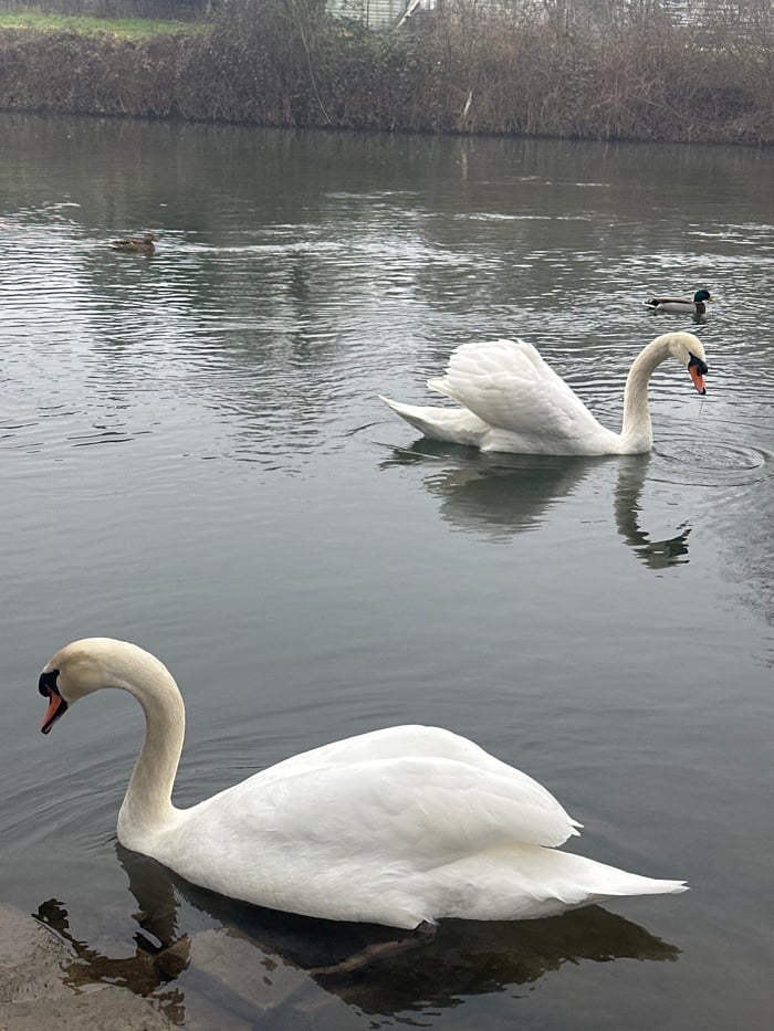 White swans observed in Strasbourg-area waterways during foggy morning