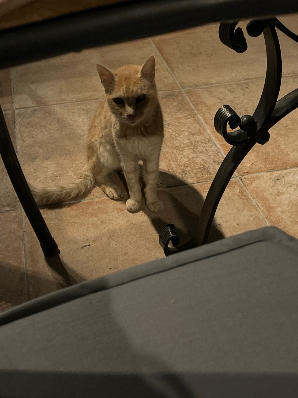 Evening scenes in Ruse: cats, pools, and chocolate cake