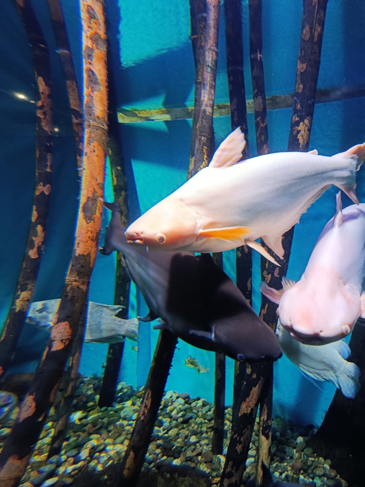Koi and ornamental fish in Moscow aquarium tanks