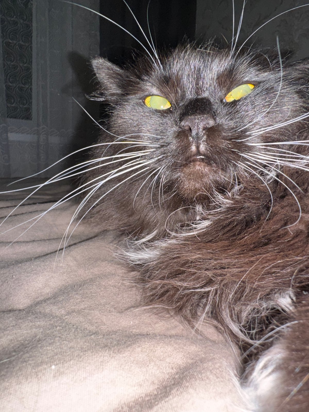 An evening's worth of cat portraits from a home in Slonim