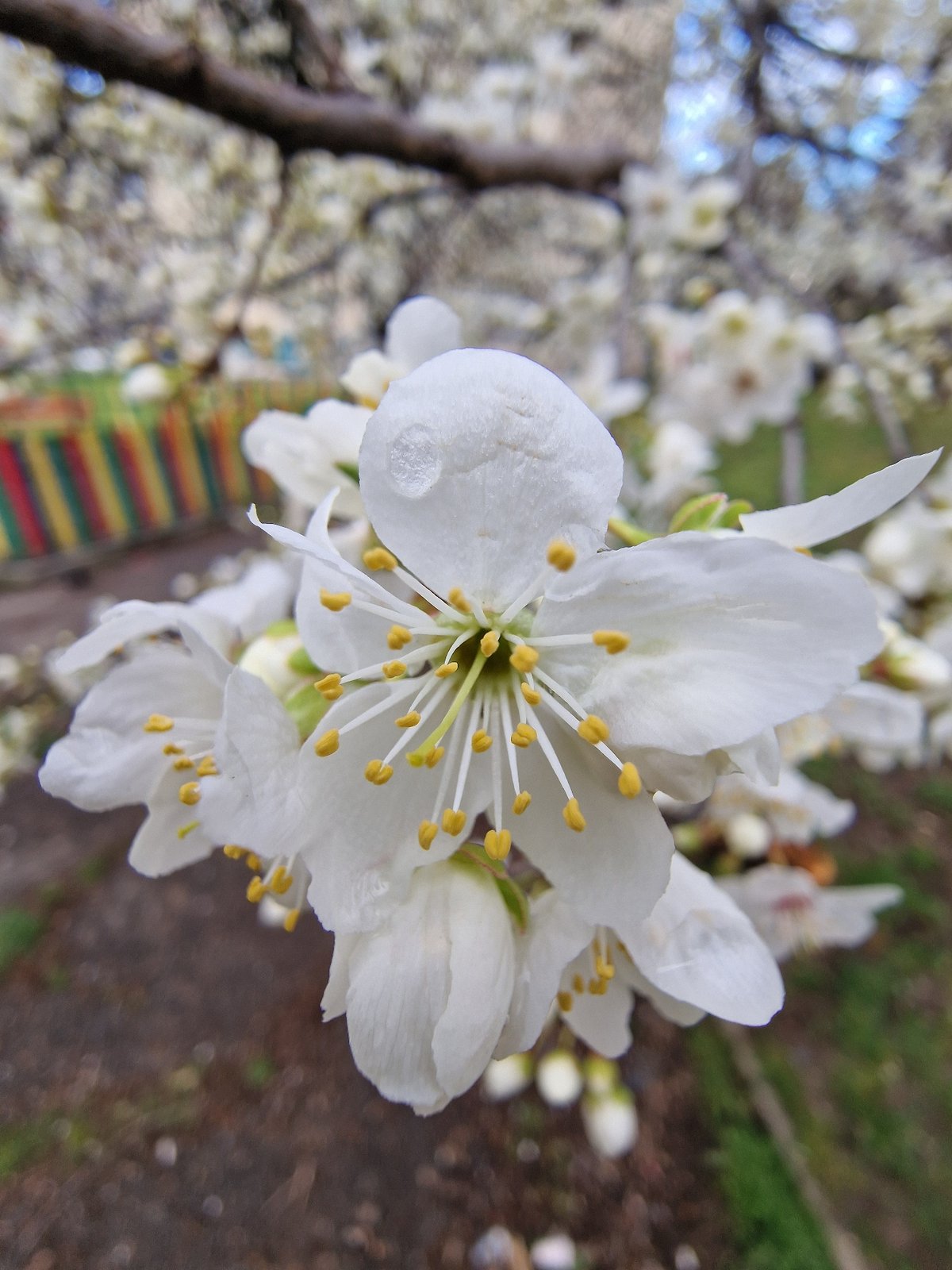 Spring afternoon walk documented in Sofia residential area