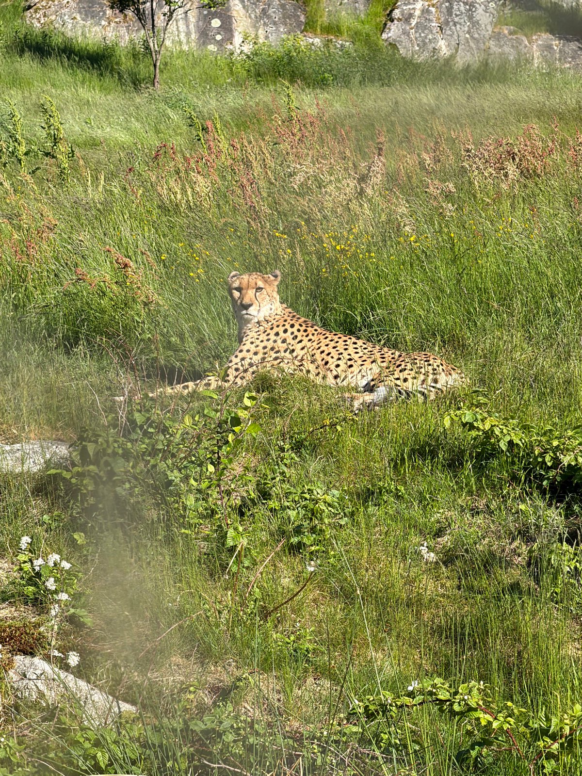 Zoo visitor documents diverse wildlife at Kristiansand Dyreparken