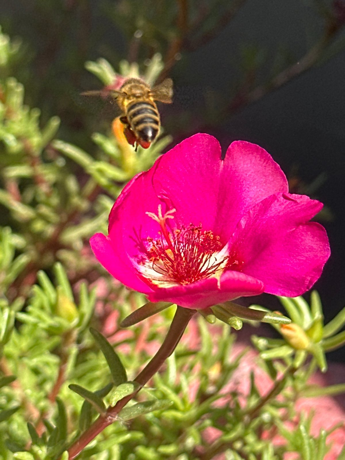 Macro garden life in Lobacheve — bees, blooms, and insects up close