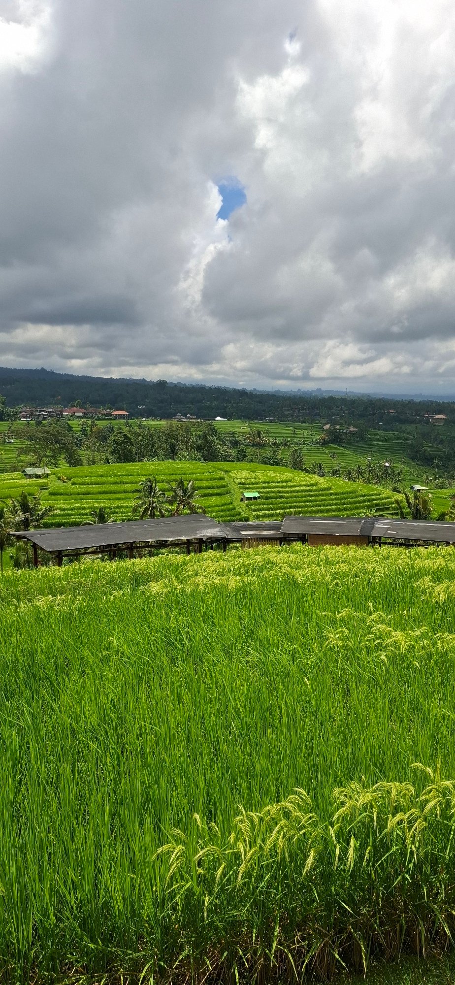 Morning scenes captured around Penebel rice terraces and temples