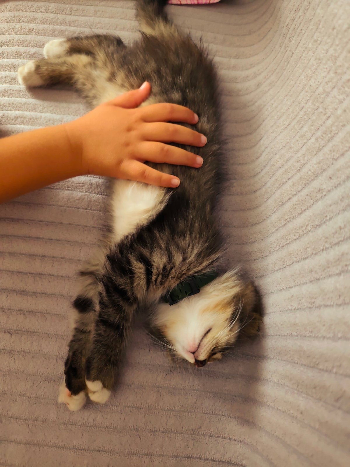 Tabby kitten naps deeply on a blanket in Durlești