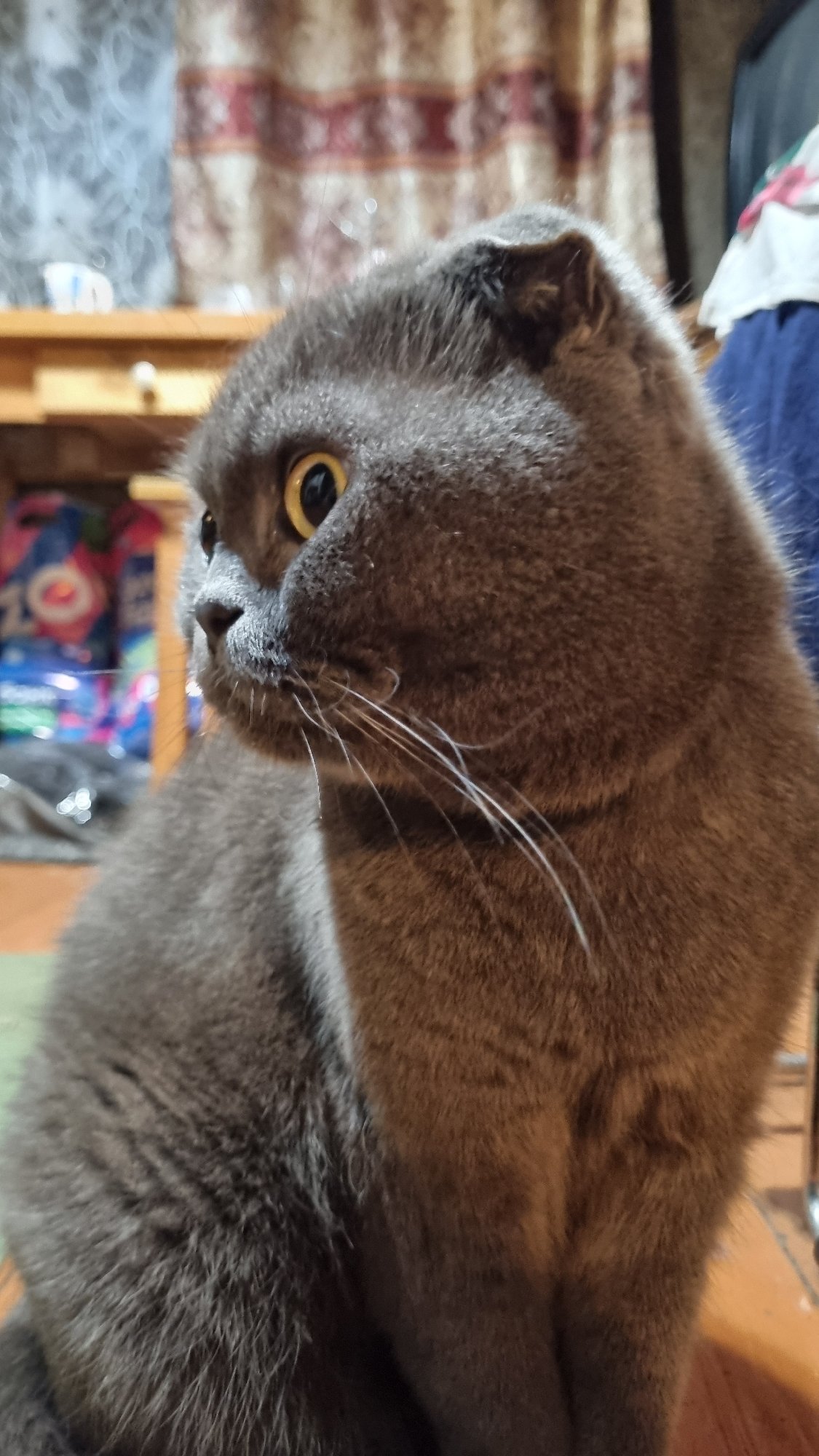 Scottish Fold cat in various poses on wooden floors, Vysokoe