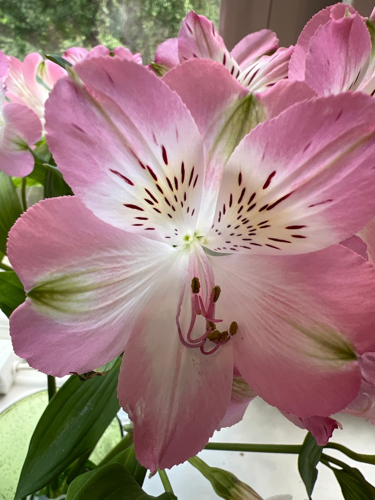 Pink Alstroemeria flowers, up close in Saint Petersburg