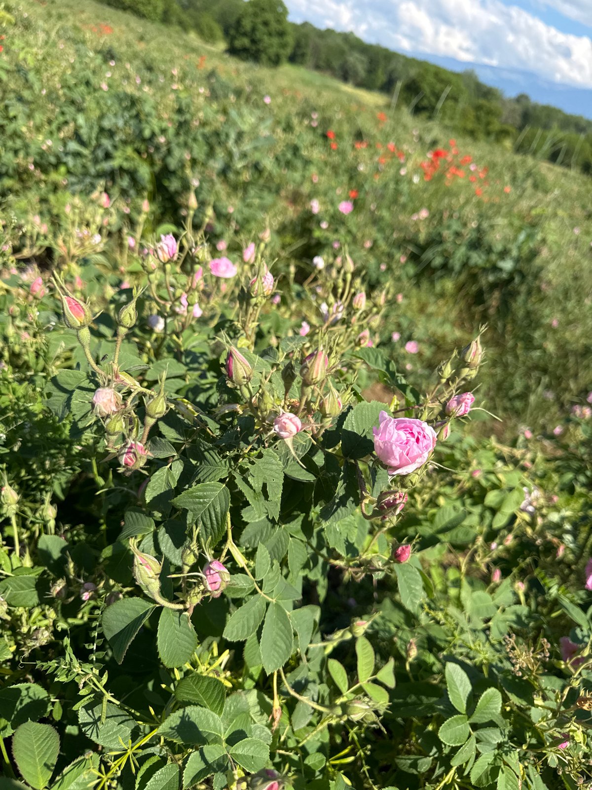 Rural Rose Petal Collection Activity Documented in Unknown Location