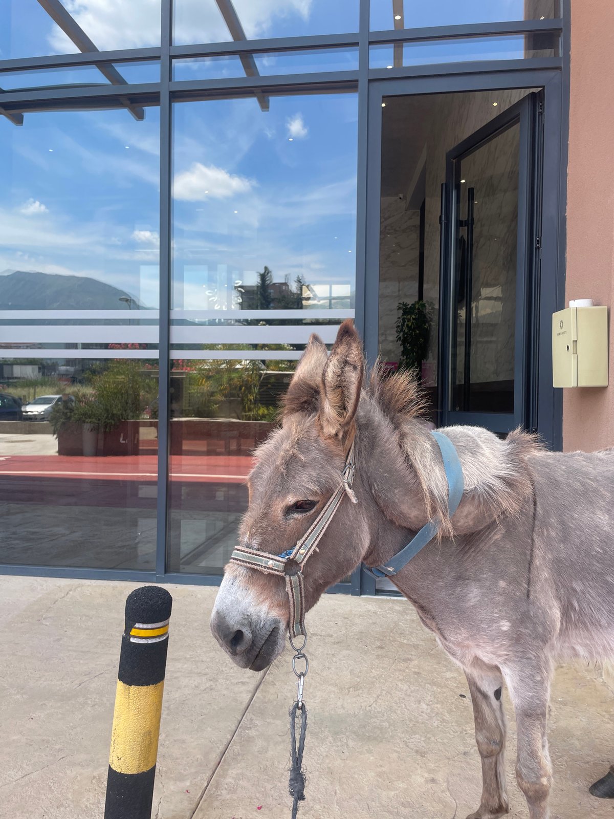 Person walks donkey through Bar, Montenegro streets and lots