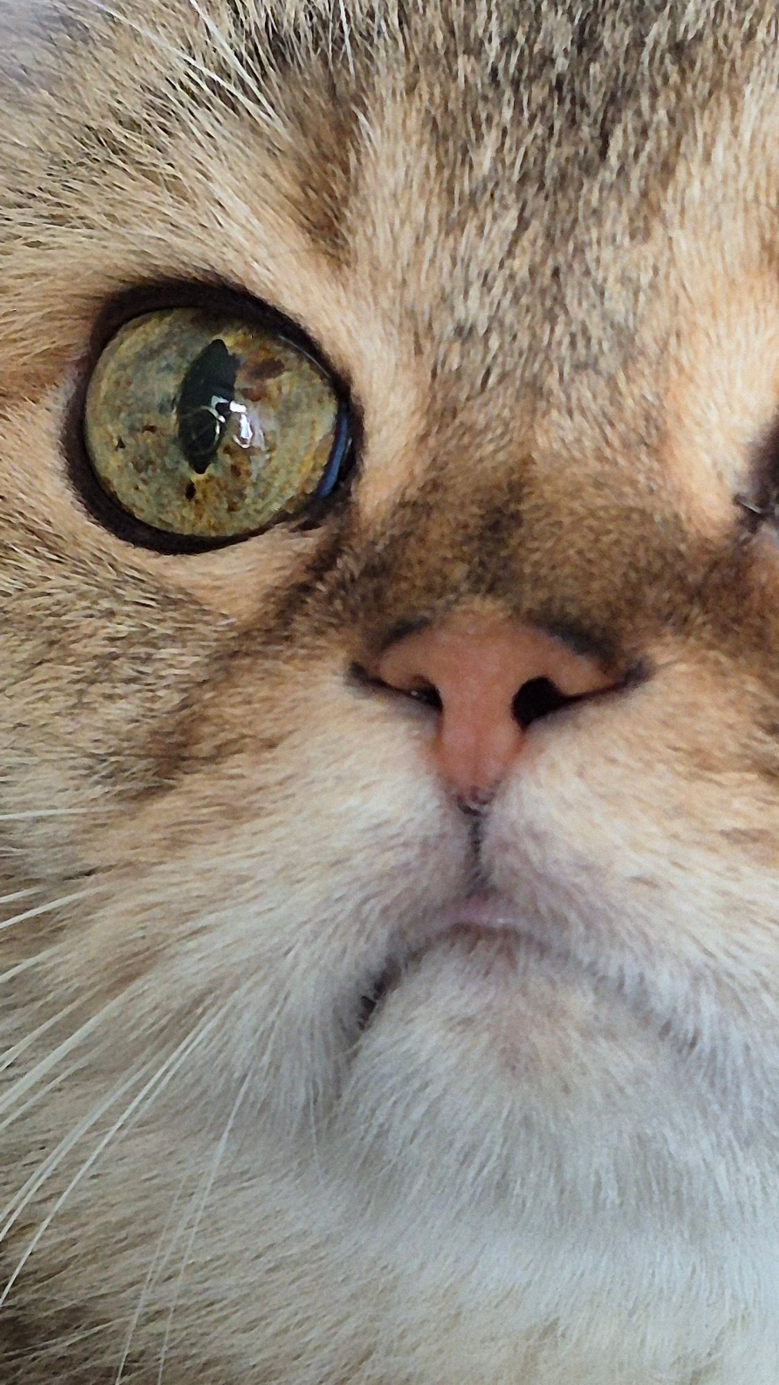 Kemerovo resident captures quiet morning moments with cat, meal