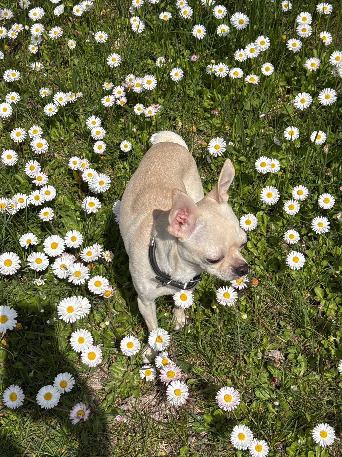 Chihuahua relaxes in daisy field near Bulgarian mountains