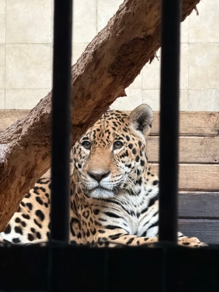Jaguar rests in enclosure at Sofia Zoo, Bulgaria