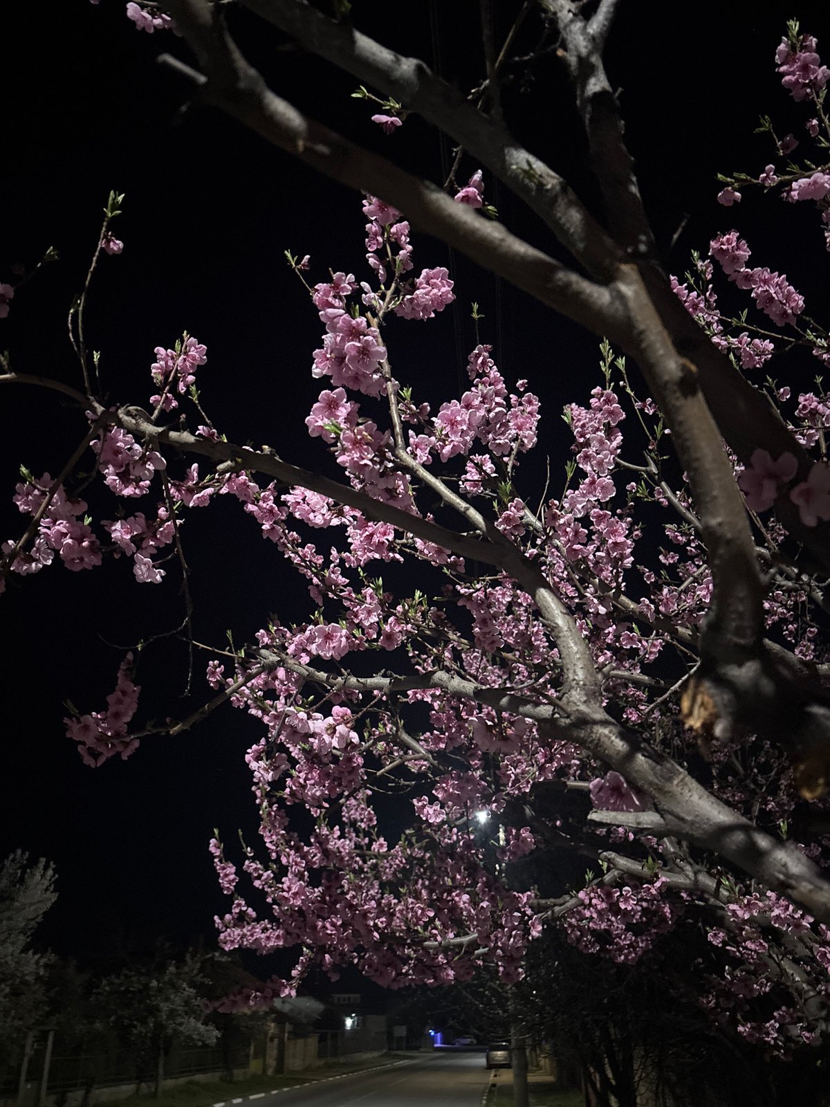 Pink blossoms spotted on nighttime street in Enina, Bulgaria