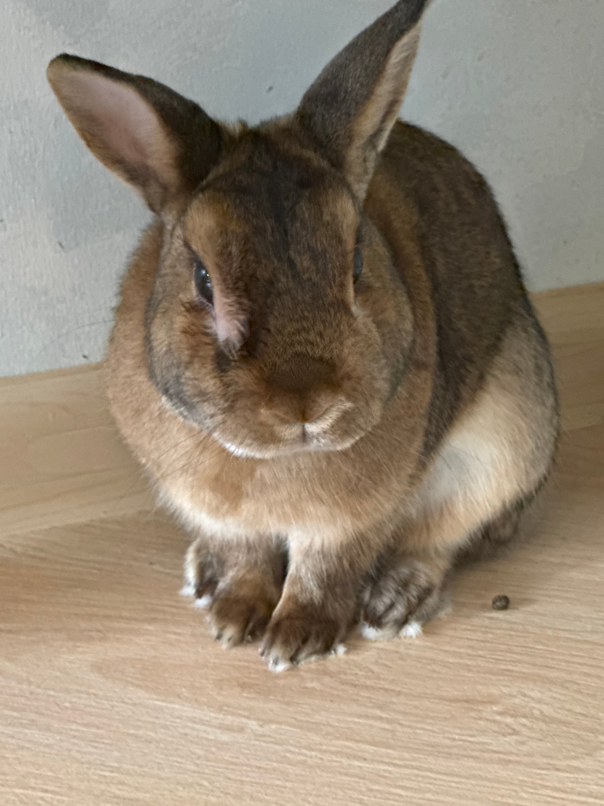 Pet rabbit daily life in Solikamsk home setup