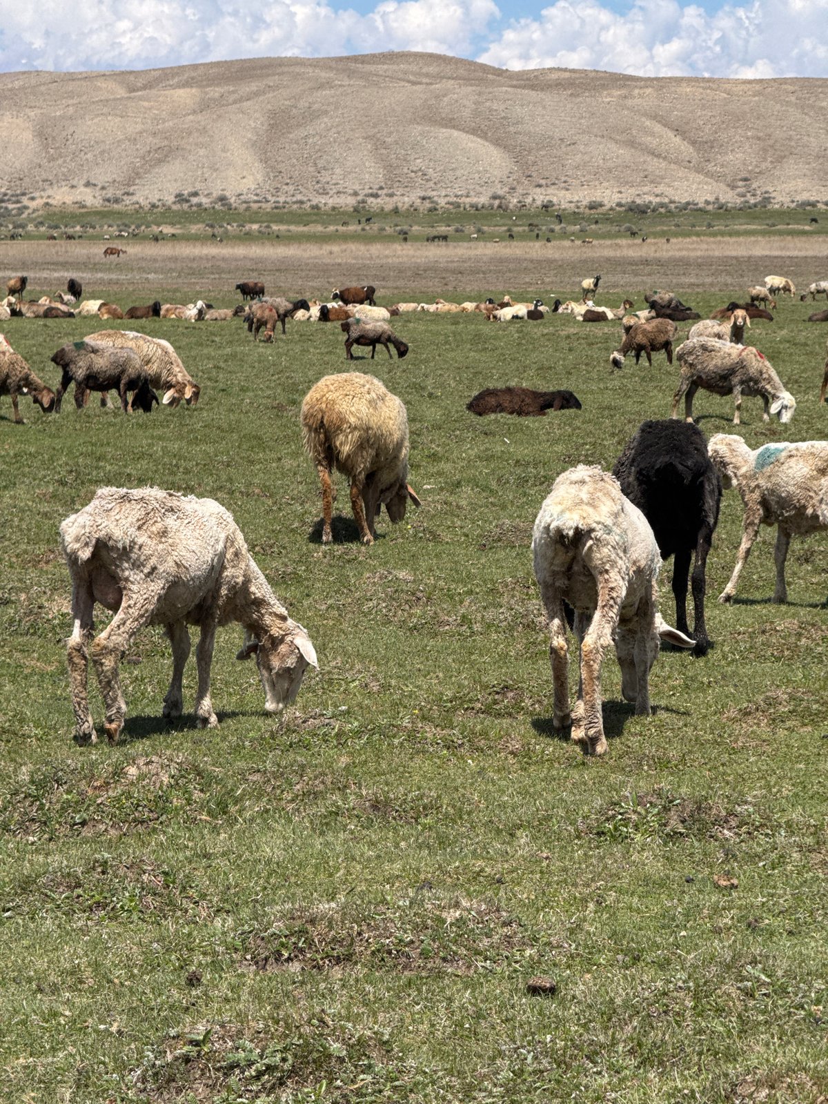 Sheep flock grazes in Kyrgyzstan pastoral scene
