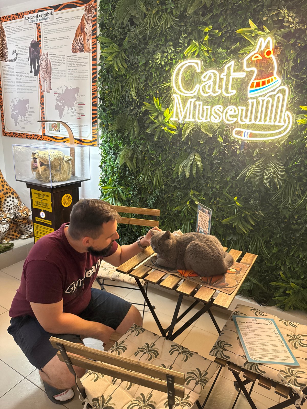 Morning at Budapest's Cat Museum, live cats and all