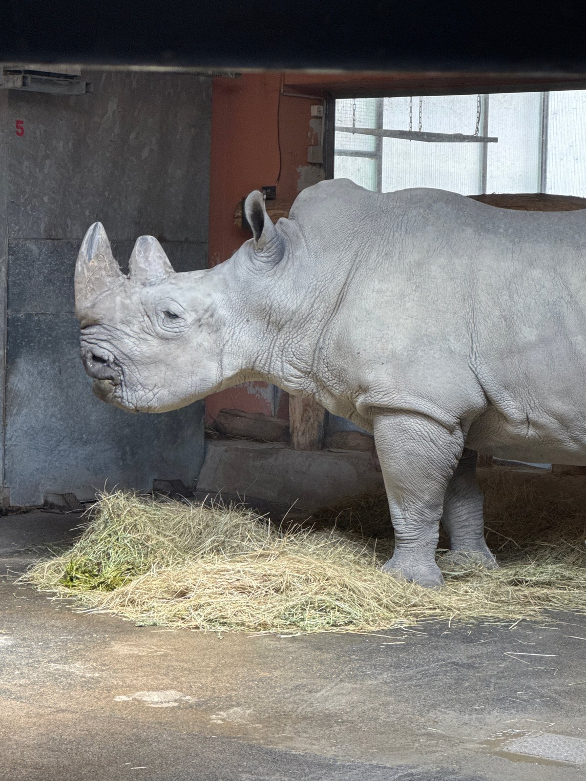 Morning tour through Budapest Zoo's diverse animal enclosures