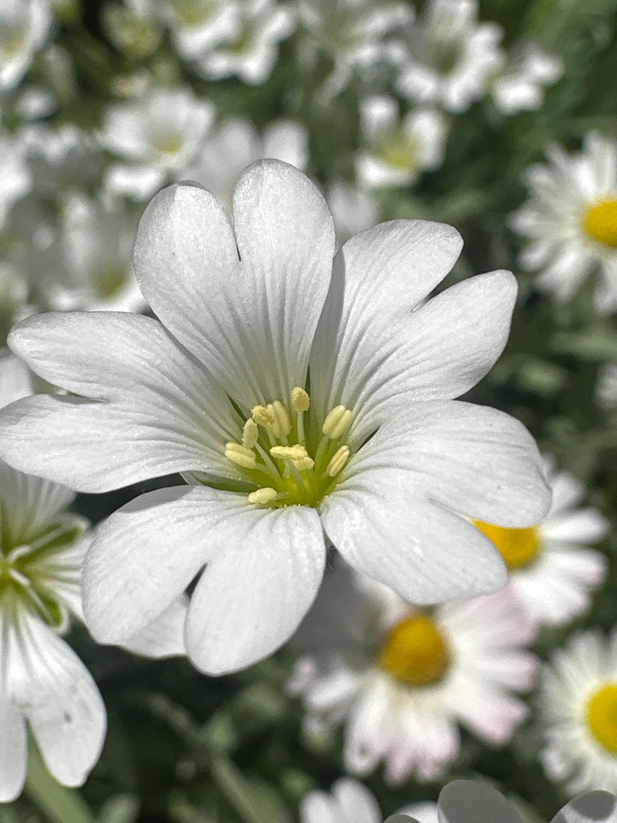 Spring wildflowers bloom in Russian field captured by witness