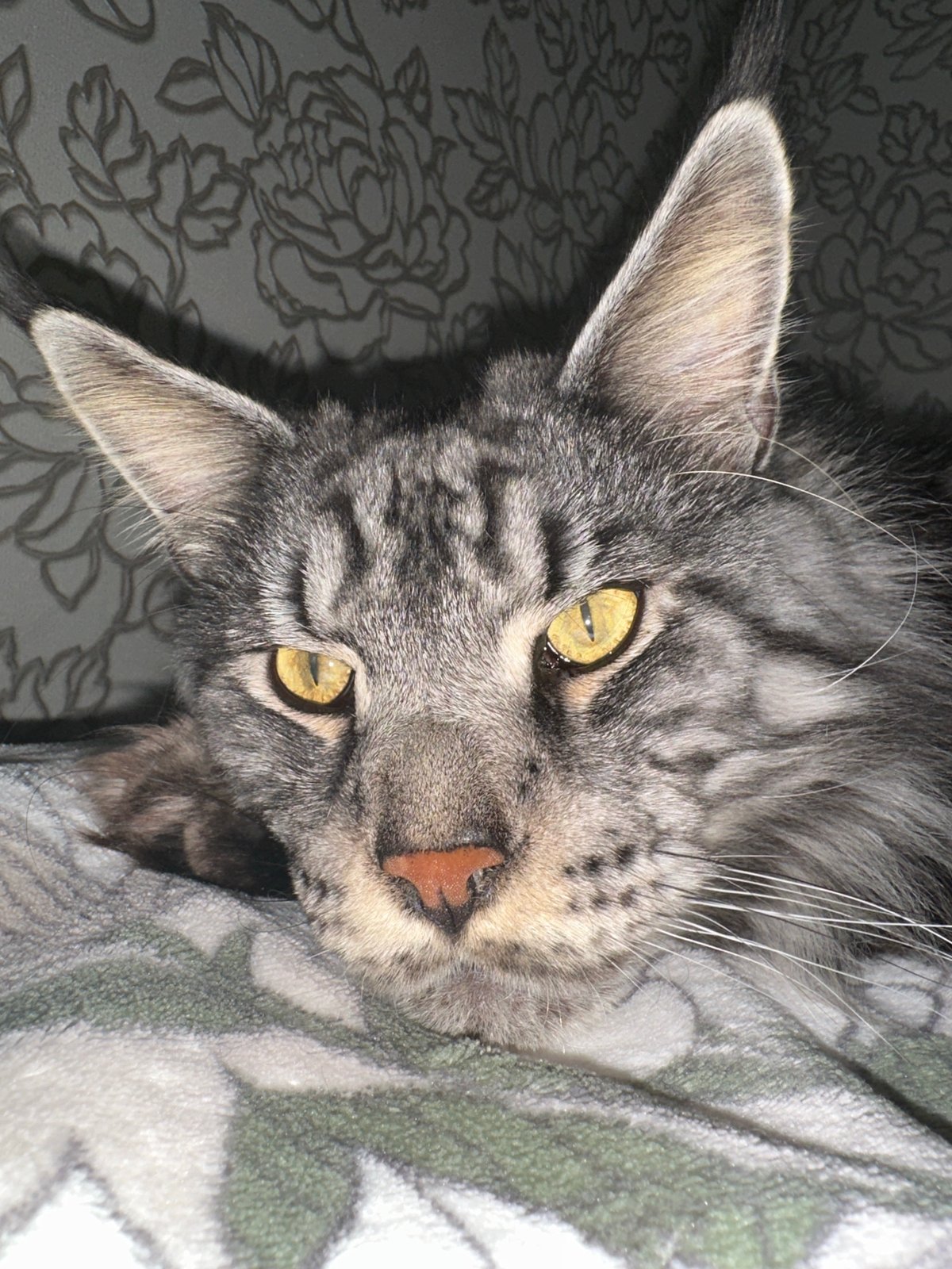 Maine Coon cat and baby photographed in Chaikovsky home