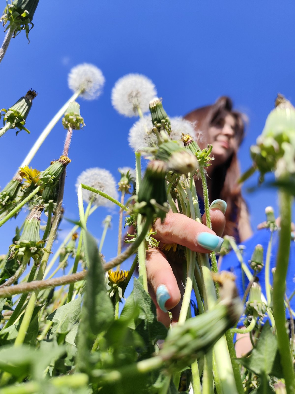 Woman photographs family outing in Russian dandelion field
