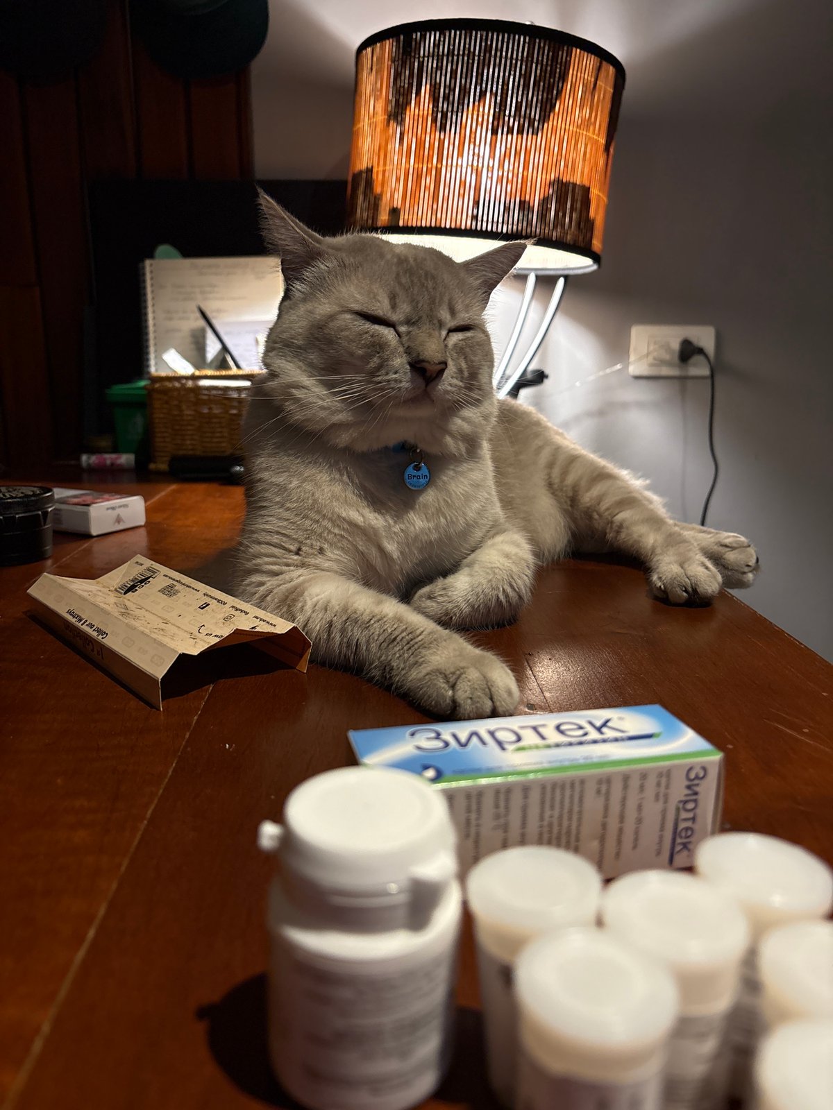 Cat named Brain and a salon visit in Choeng Thale