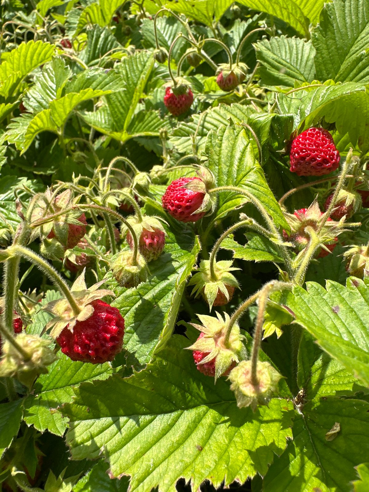 Macro details from a garden: strawberries, buds, and a stink bug