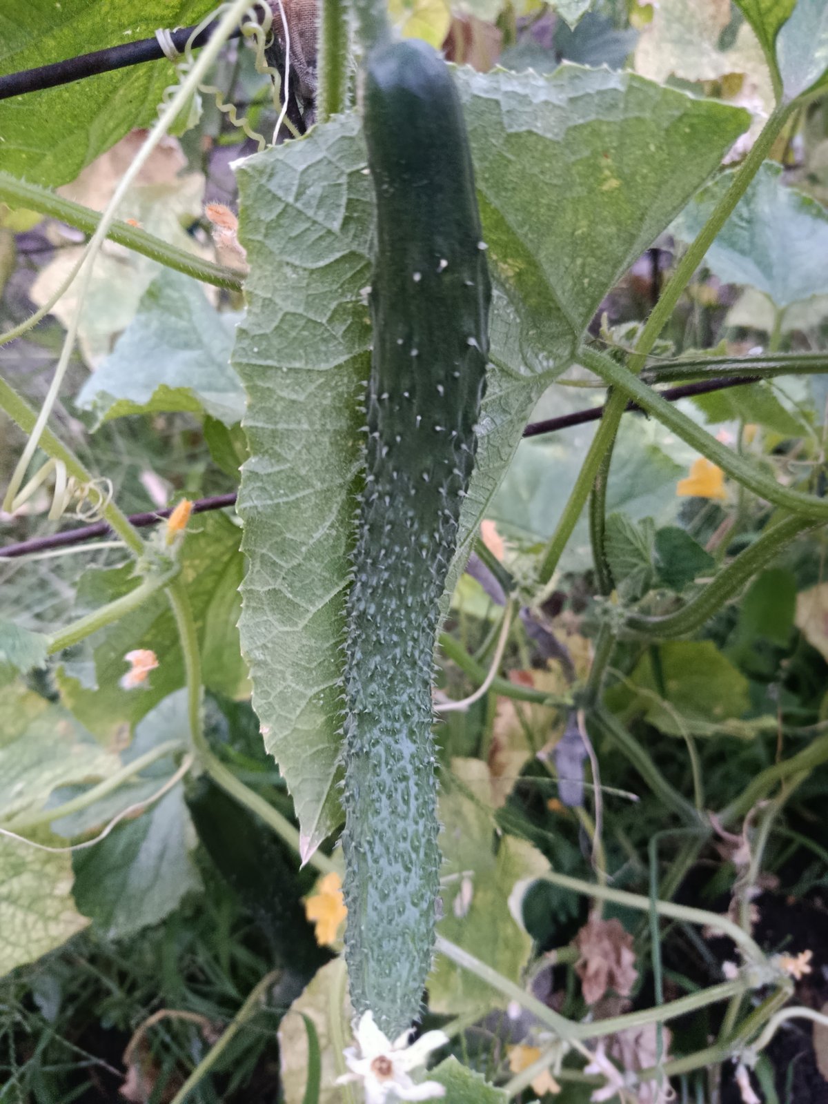 Cucumber vine and blooming rose, close up in the garden