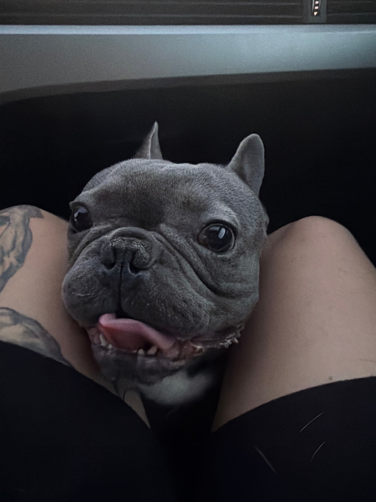 French Bulldog captured during evening drive through Bulgarian countryside