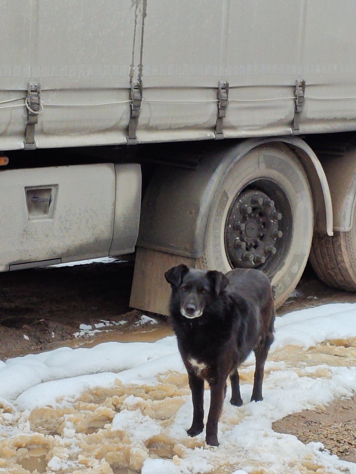 Dog spotted with food bowl in Chaikovsky, Russia