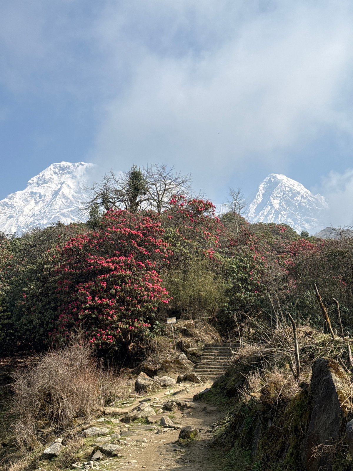 Spring rhododendron bloom documented across Nepal mountain villages