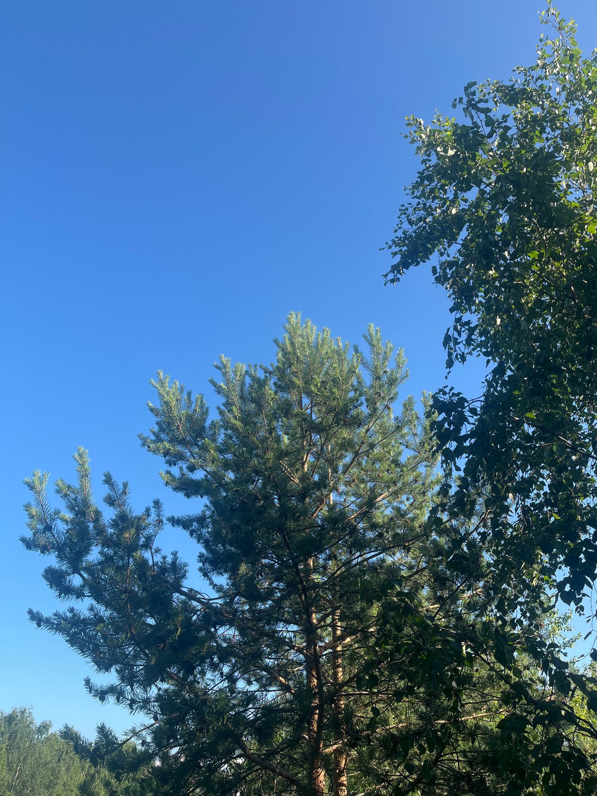 Sunny day in a pine-filled park, candid scenes and details