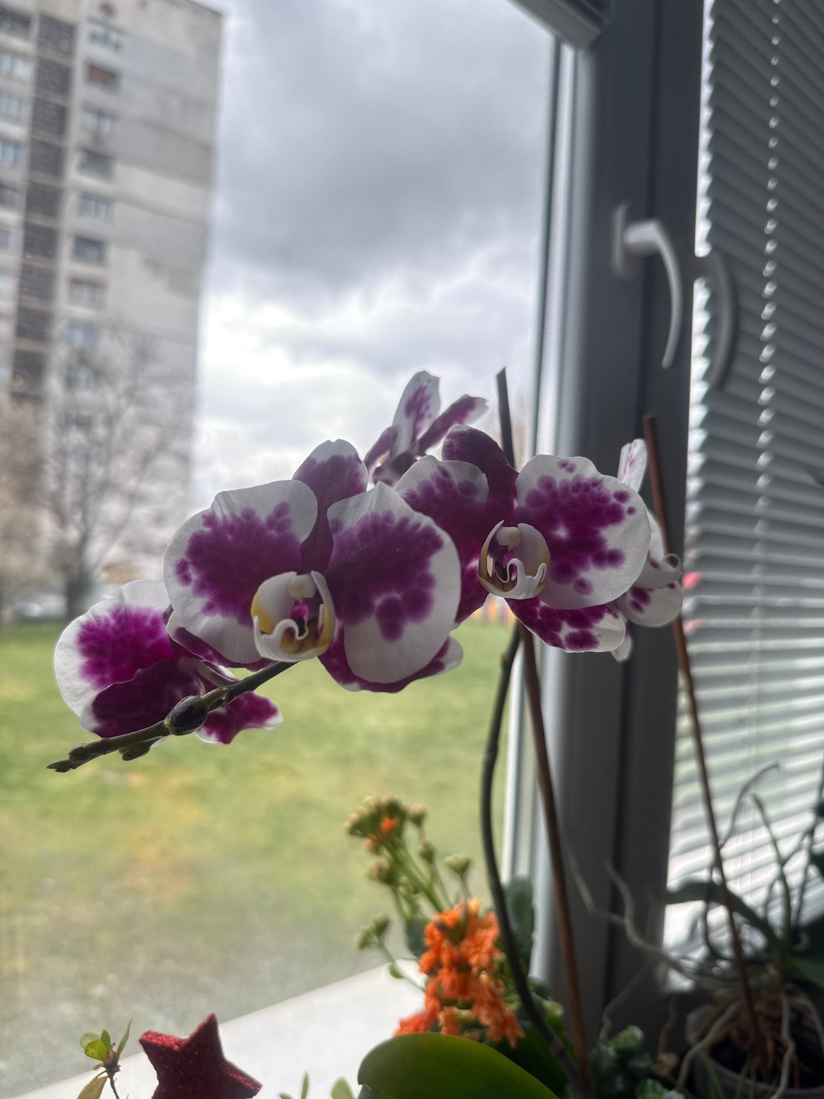 Purple orchid blooms by window in Sofia apartment