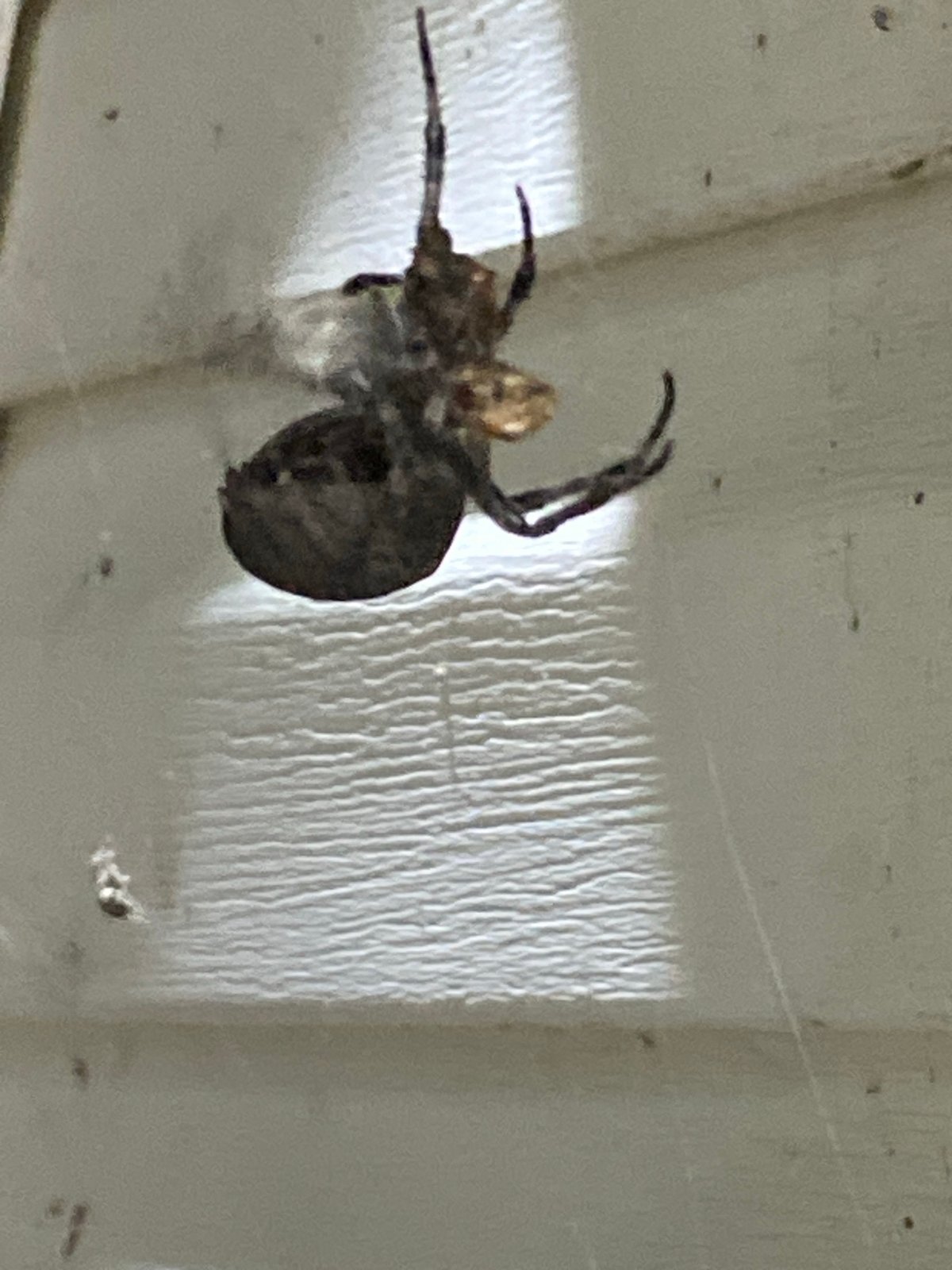 Spiders active on webs at a building exterior, Kraskino night