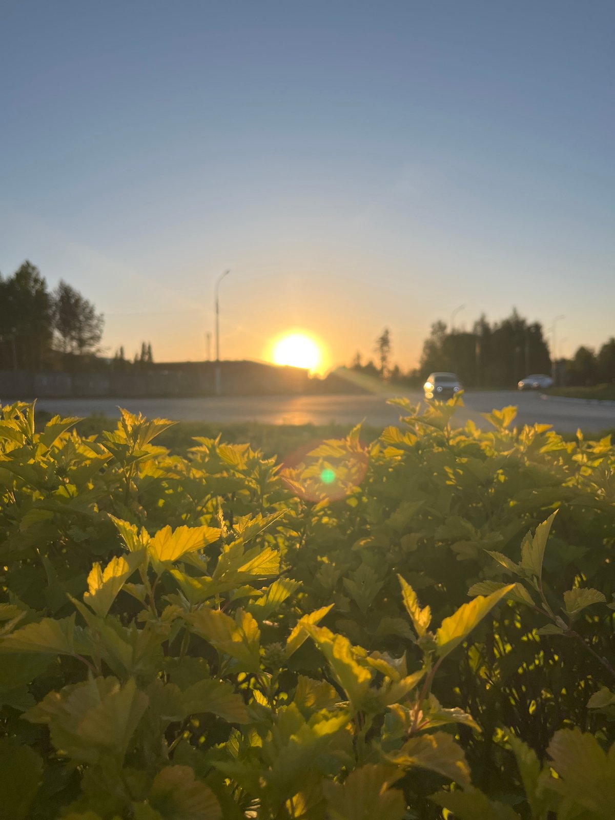 Evening moments captured across Chaikovsky: flowers, family, sunset roads