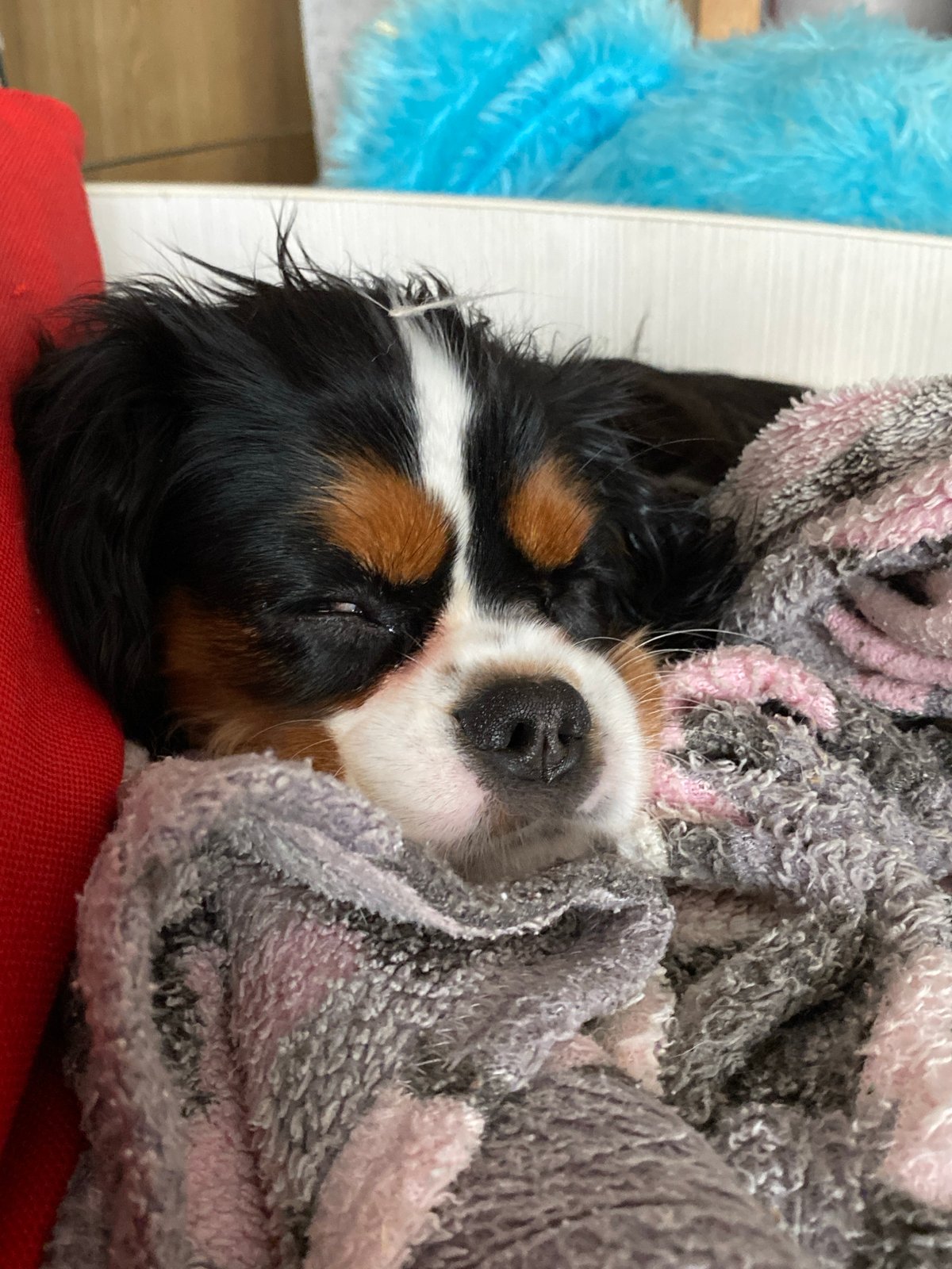 Woman and Cavalier King Charles puppy share quiet Saturday morning
