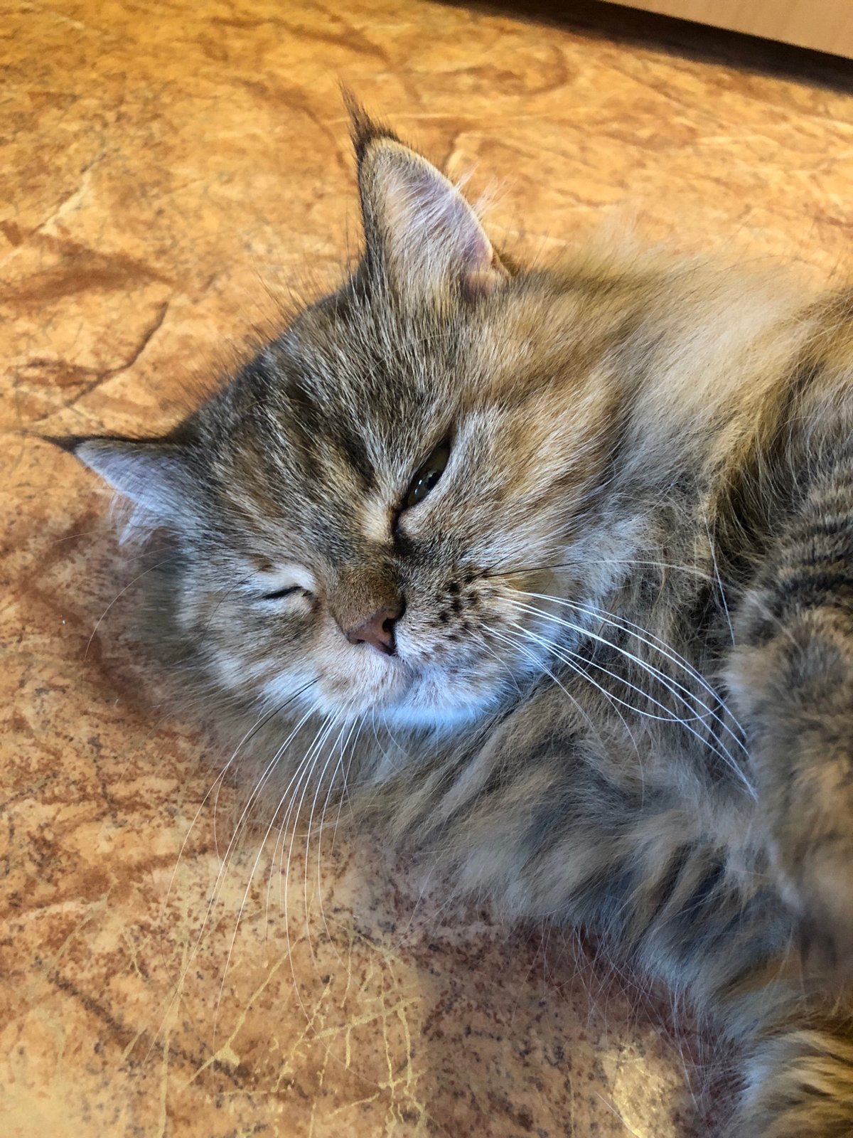 Cats at rest: tabbies and white cats doing cat things