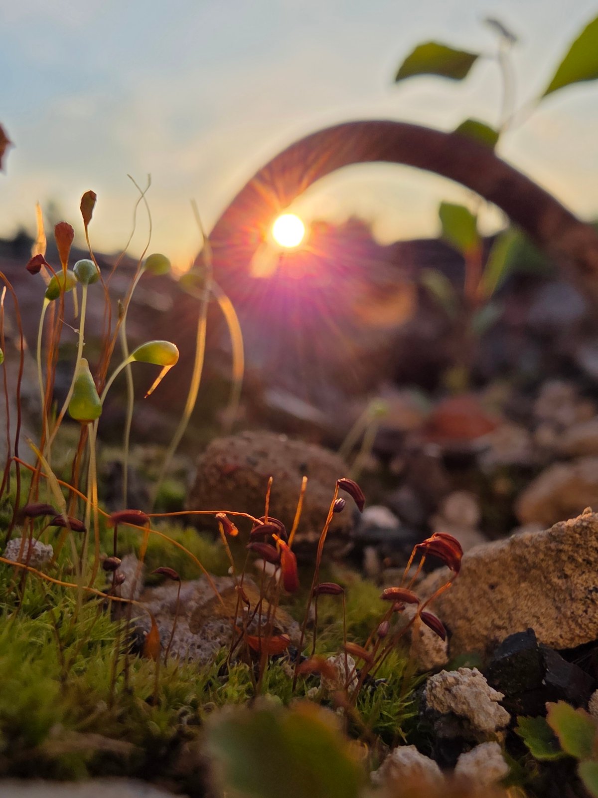 Cats and sunset railway walks in Chaikovsky, Russia