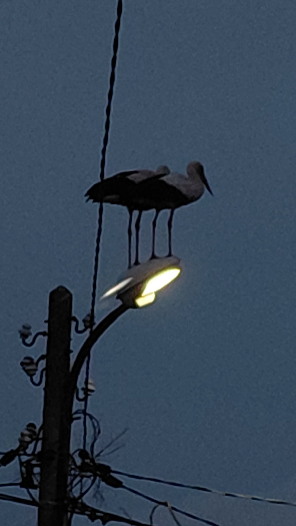 Birds perch on utility poles at dusk
