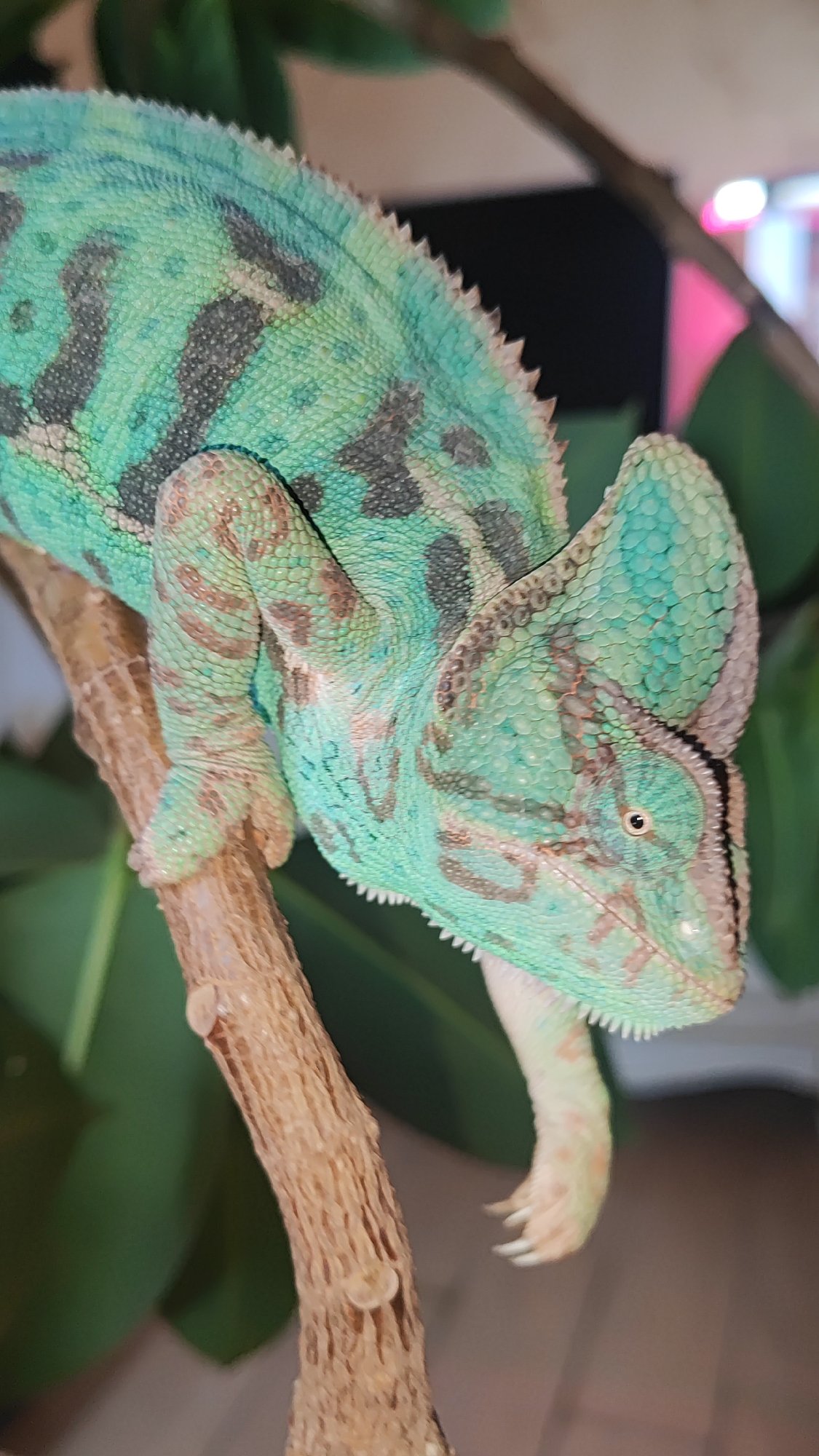 Chameleon, caged bird, and indoor plants at a Sochi home