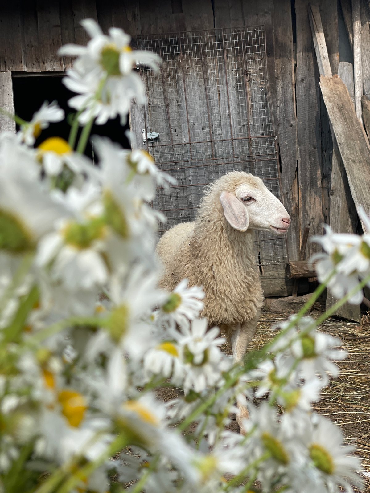 Sheep and daisies on a rural farm in Сям-Можга, Russia