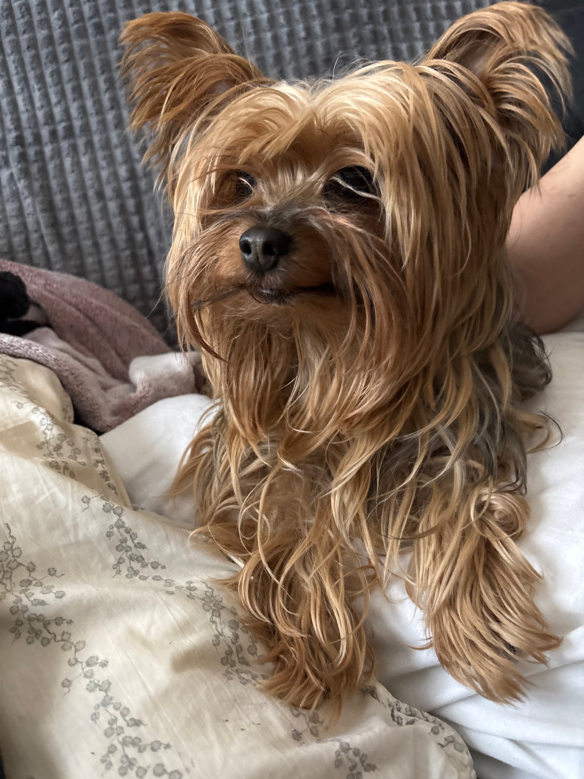 Yorkshire Terrier rests on textured bedding Sunday morning