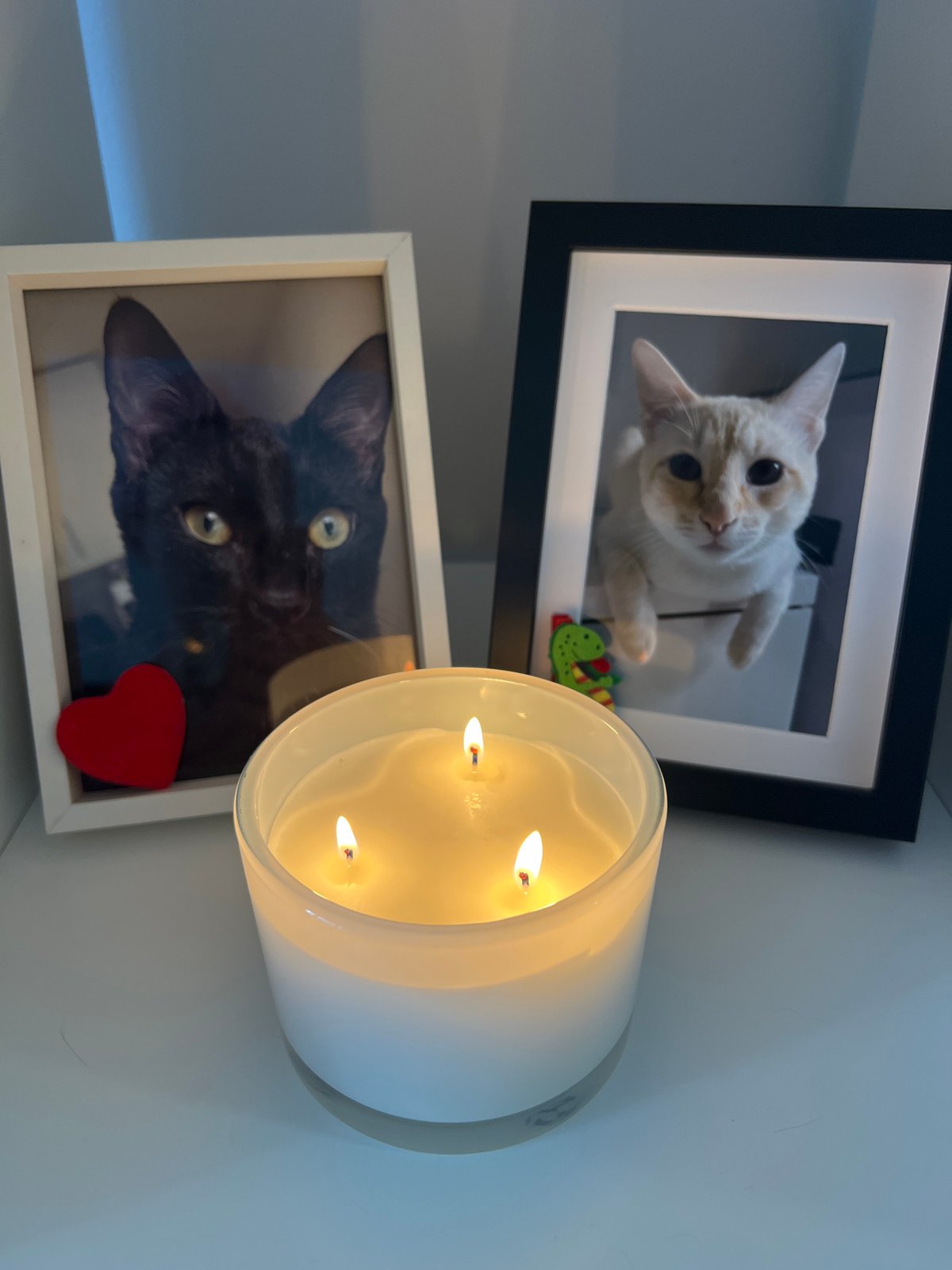 Two cats at home in Barcelona on a quiet morning