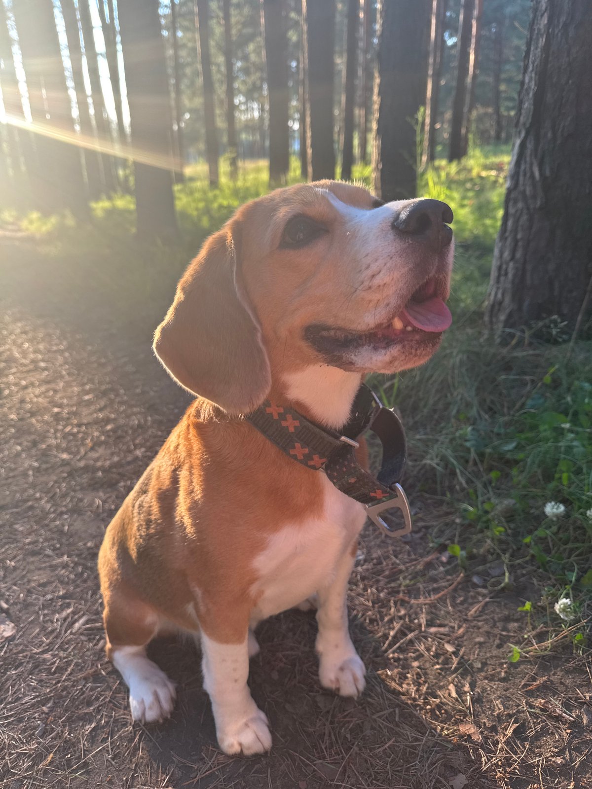 Beagle lounging on a sunlit forest path in Chaikovsky