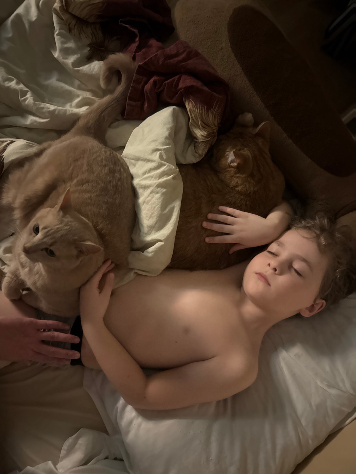 Boy shares peaceful moment with ginger cats in Krasnoyarsk