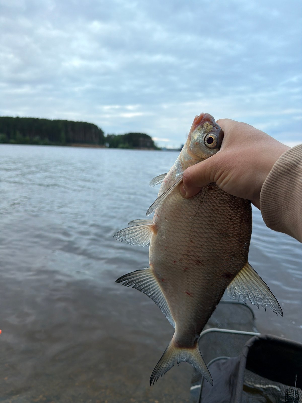 Early morning fishing session yields multiple bream at Russian reservoir