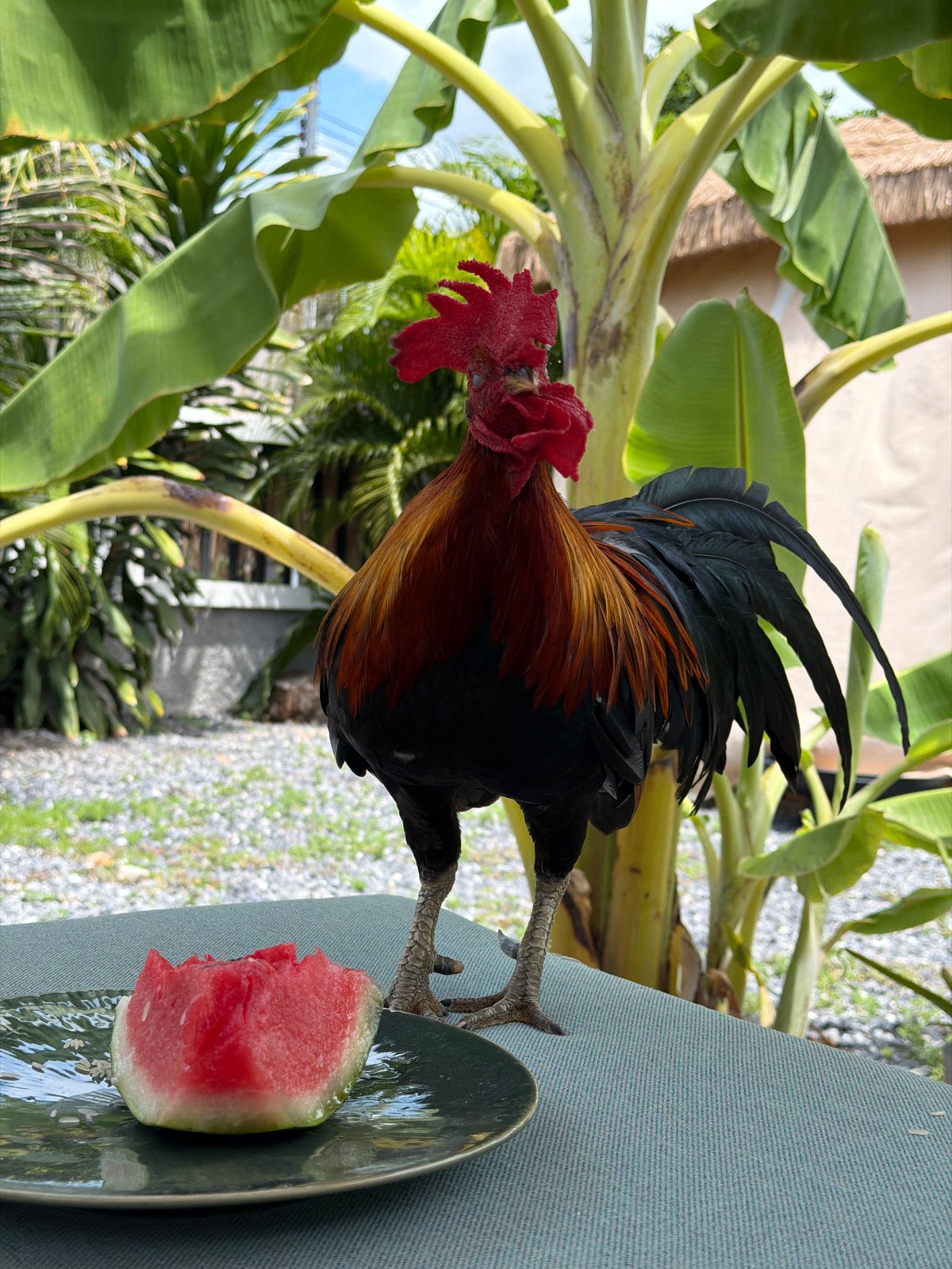 Rooster eats watermelon on a table in Baan Bo Phut