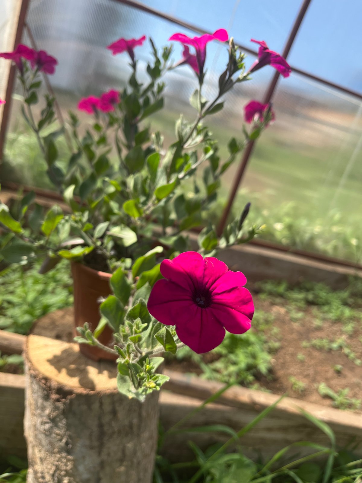 Woman photographed with blooming petunia flowers in Sosново, Russia