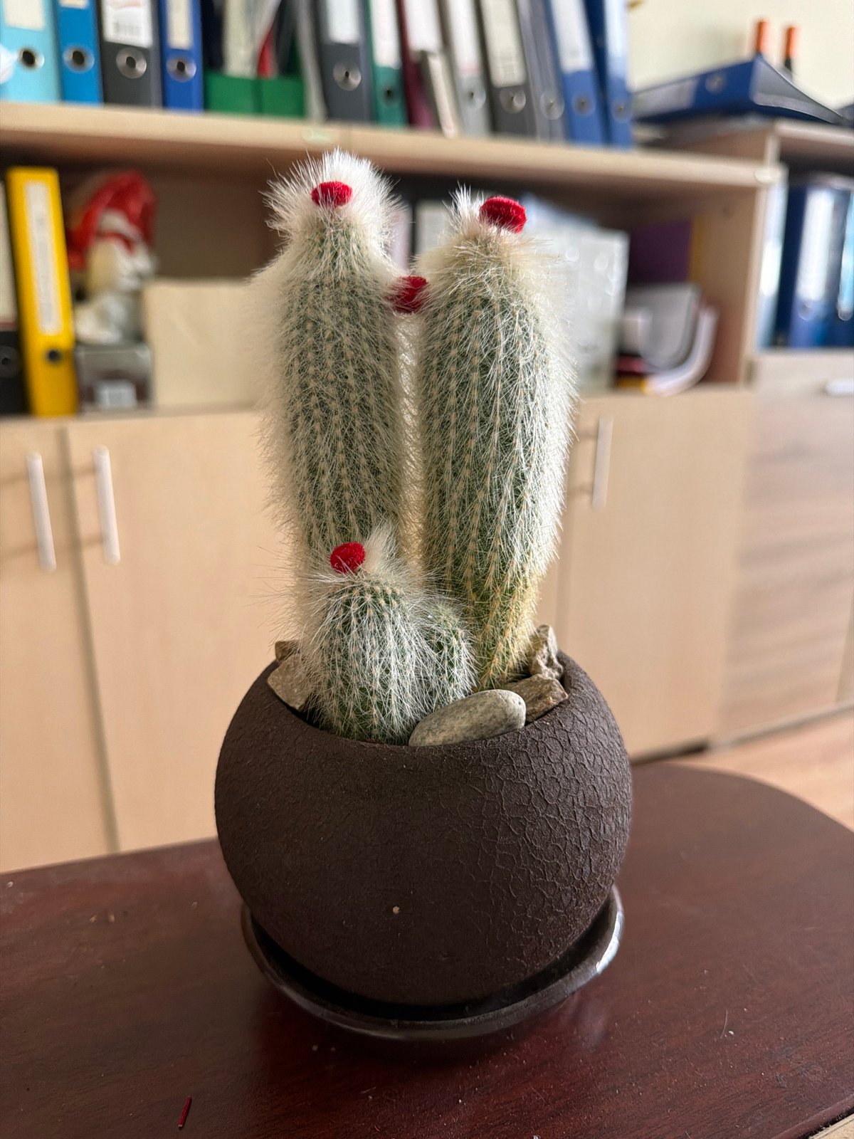 Fluffy cactus with red blooms on a Sofia desk