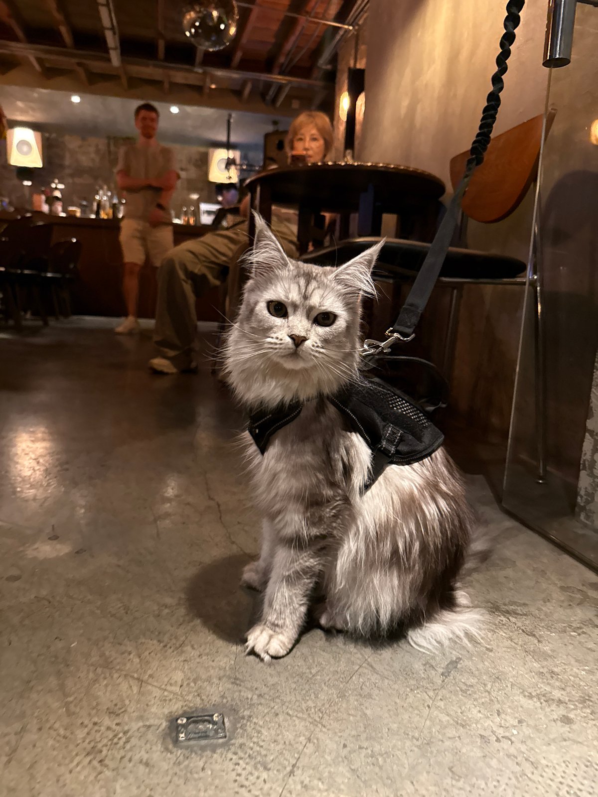 Harnessed cat spotted indoors in Shanghai's Xuhui District