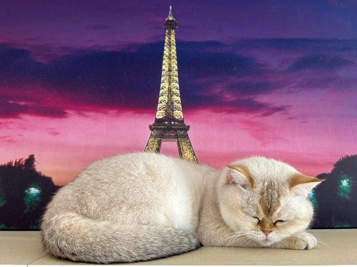 Cat sleeps before Eiffel Tower backdrop in Ufa